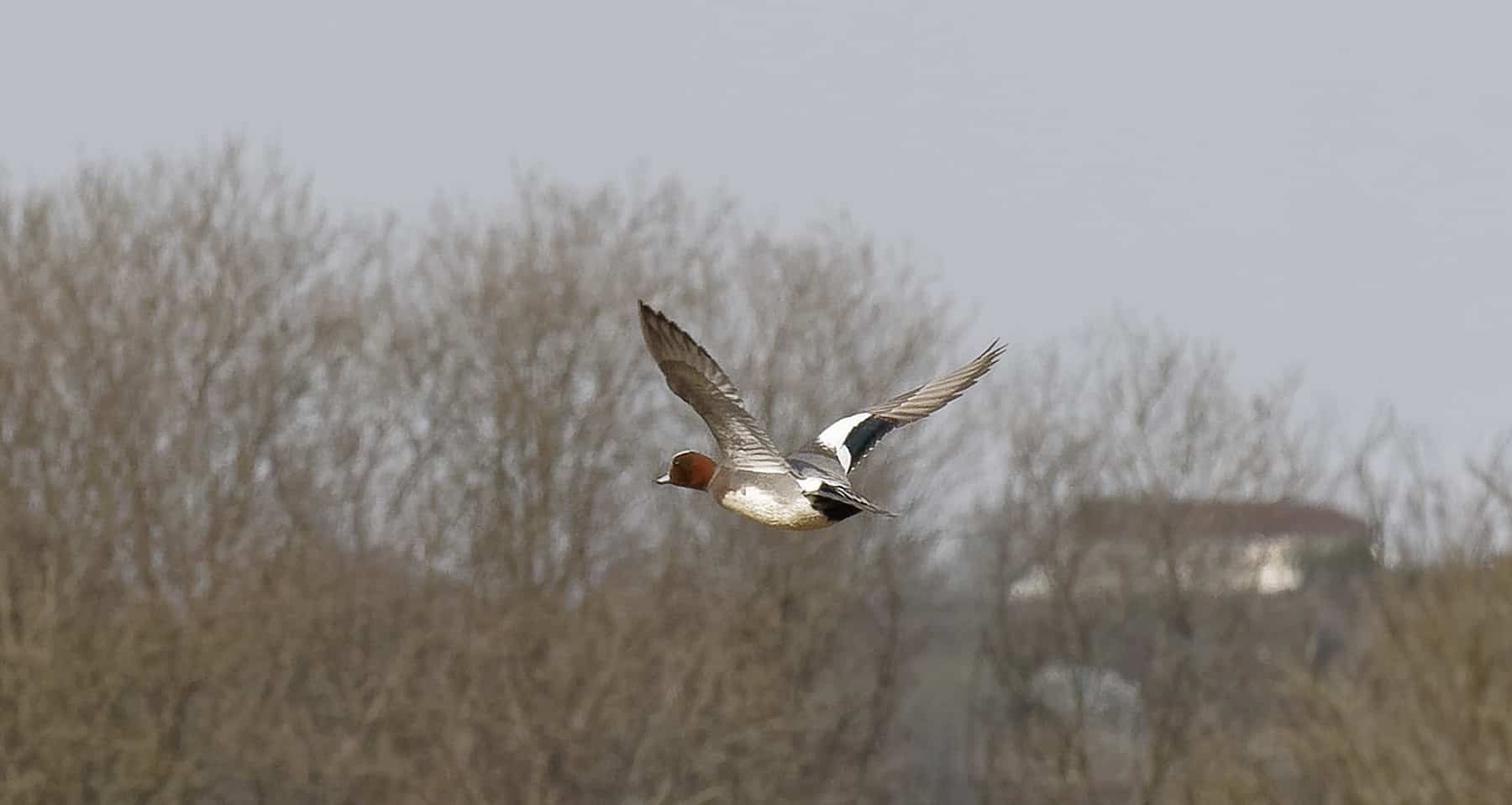 Record year for BASC Wing Survey as club raffle boosts returns