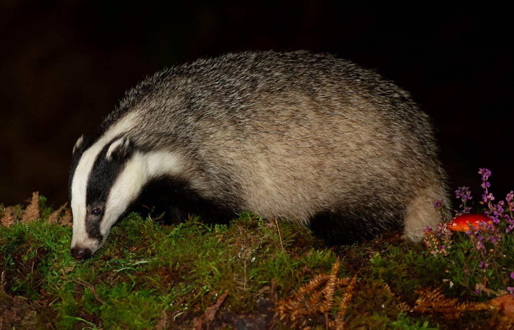 Badger cull ends as final figures are published