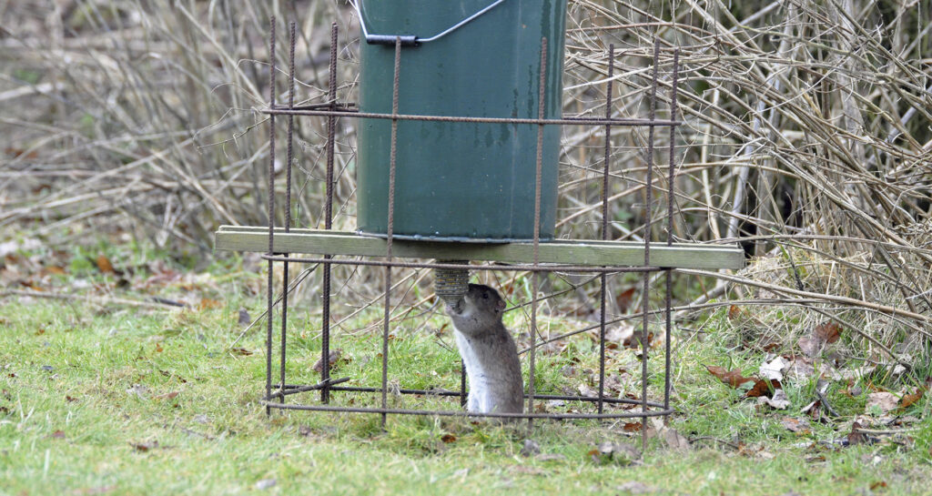 Gamekeepers urged to take part in CRRU rodenticide survey
