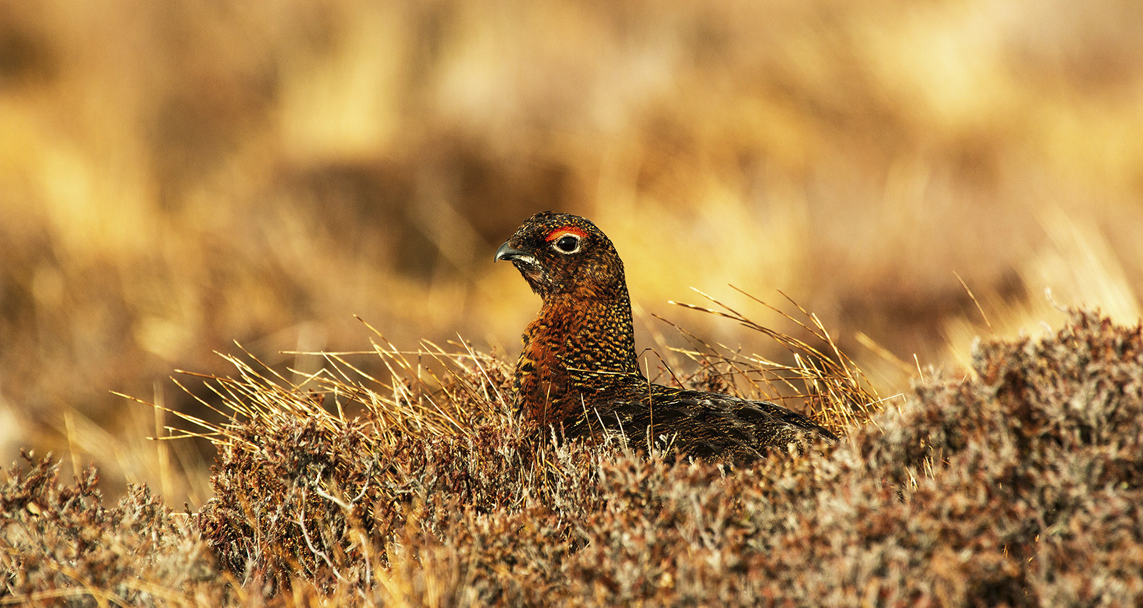 Red grouse densities remain low in GWCT 2026 spring counts