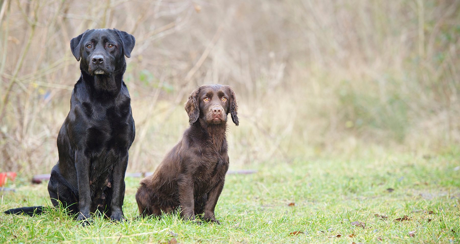 Black Labrador and chocolate working cocker spaniel sitting side by side in a field