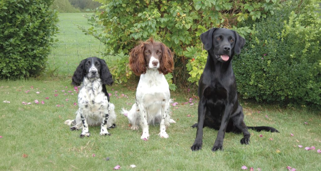 Cocker, springer or Labrador: which makes the best family dog?