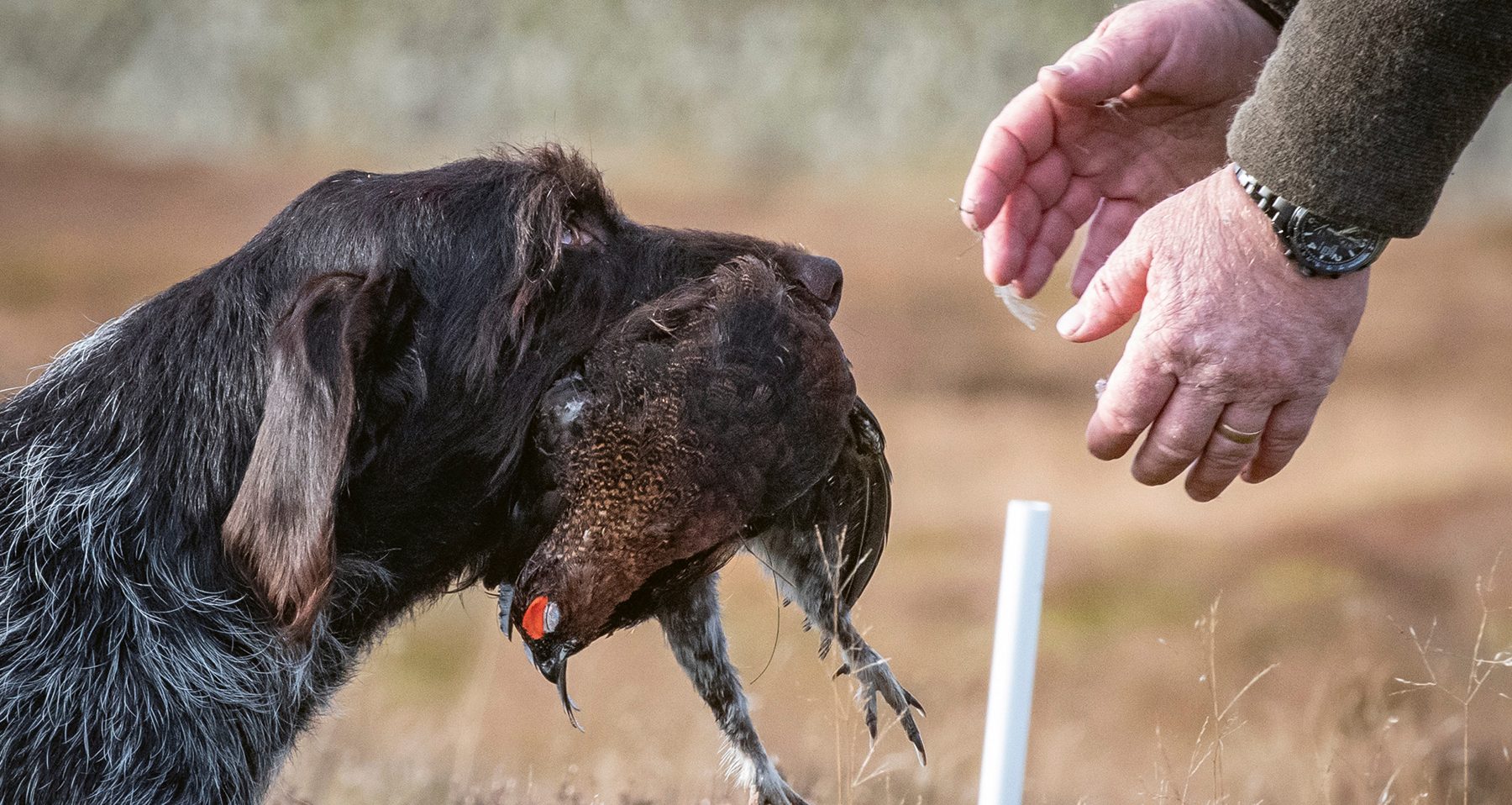 Work with the breed: a smarter approach to gundog training