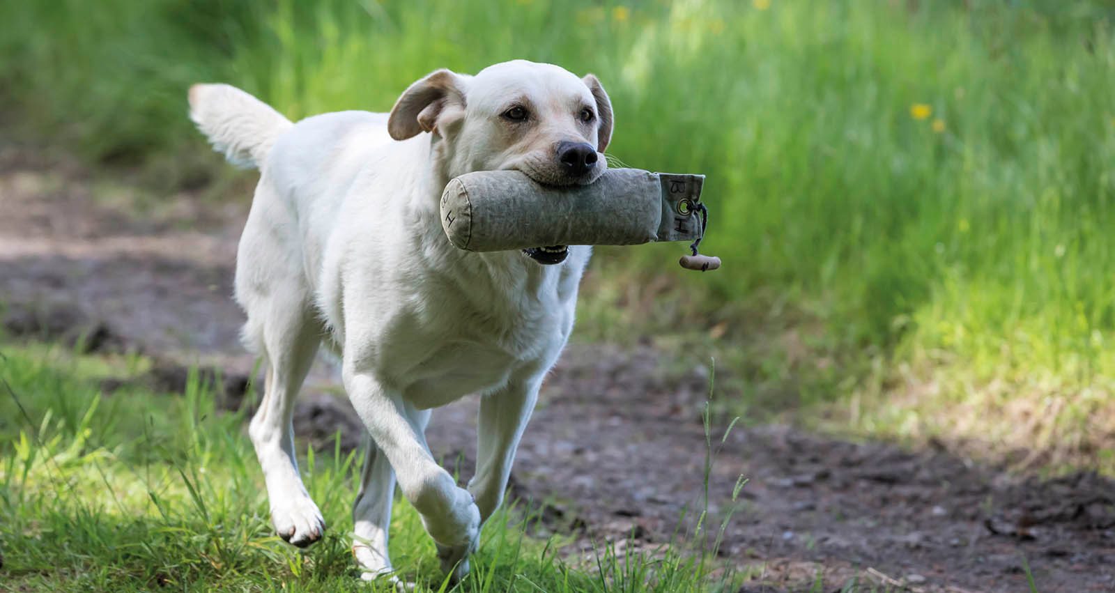 Yellow Labrador retrieving a green training dummy along a farm track