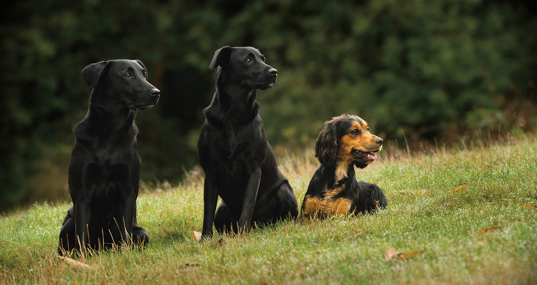 Two black Labradors sitting steady beside a black and tan cocker spaniel during gundog training
