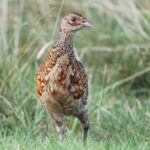 Natural England must rethink its approach, says BASC