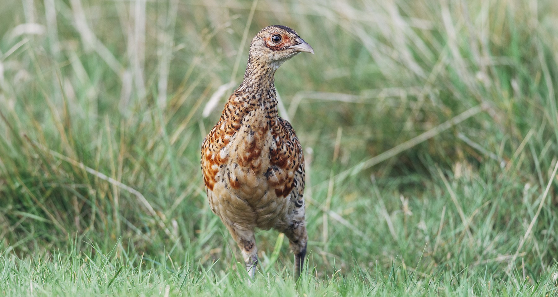 Natural England must rethink its approach, says BASC