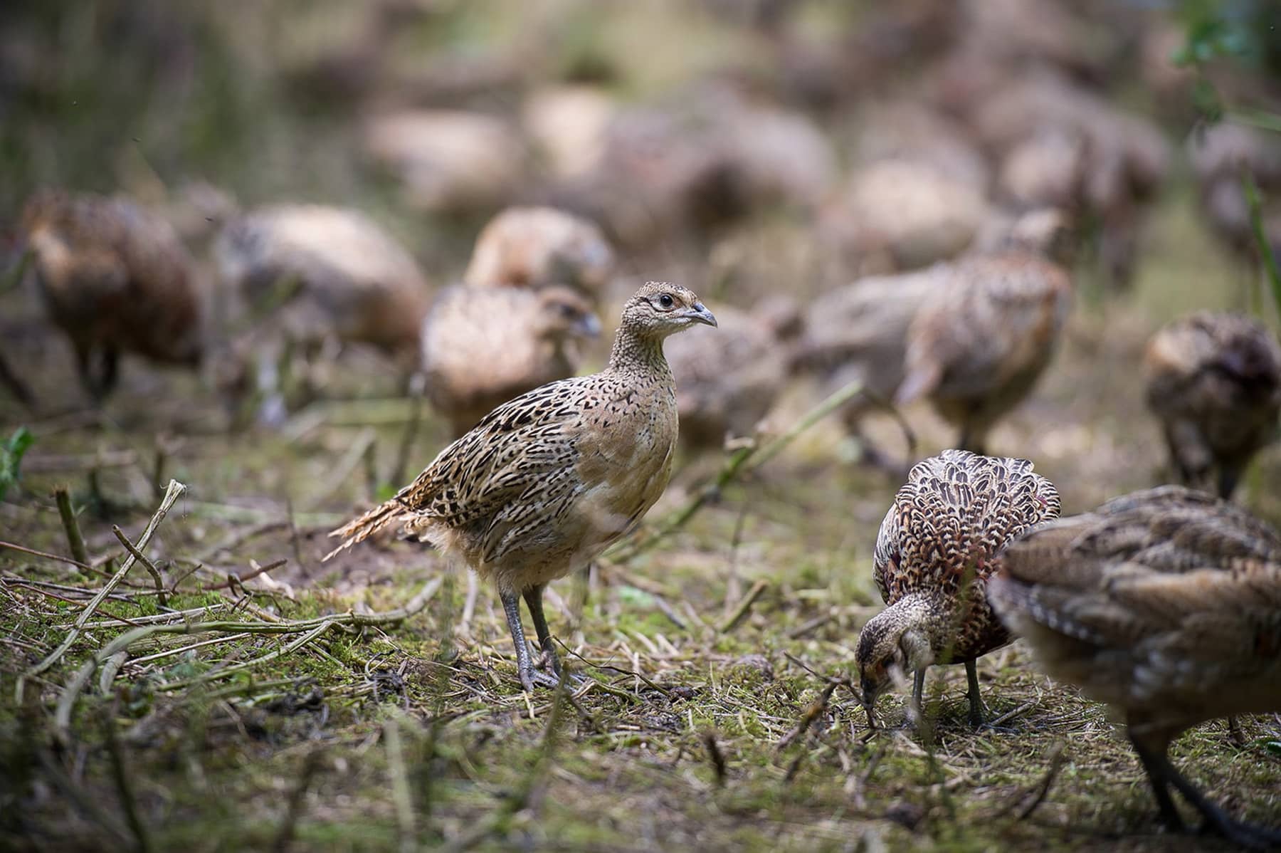 BASC awaits judgment after High Court challenge to Natural England