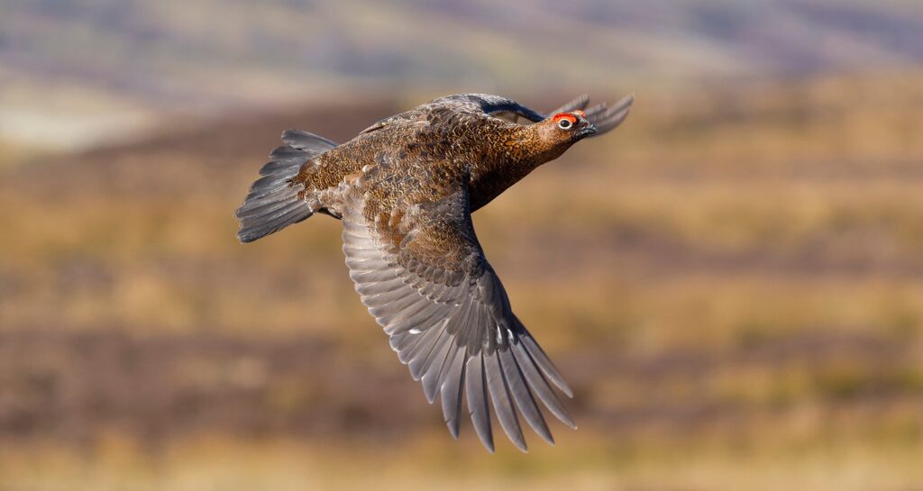Grouse counts 2026 point to recovery on English and Scottish moors