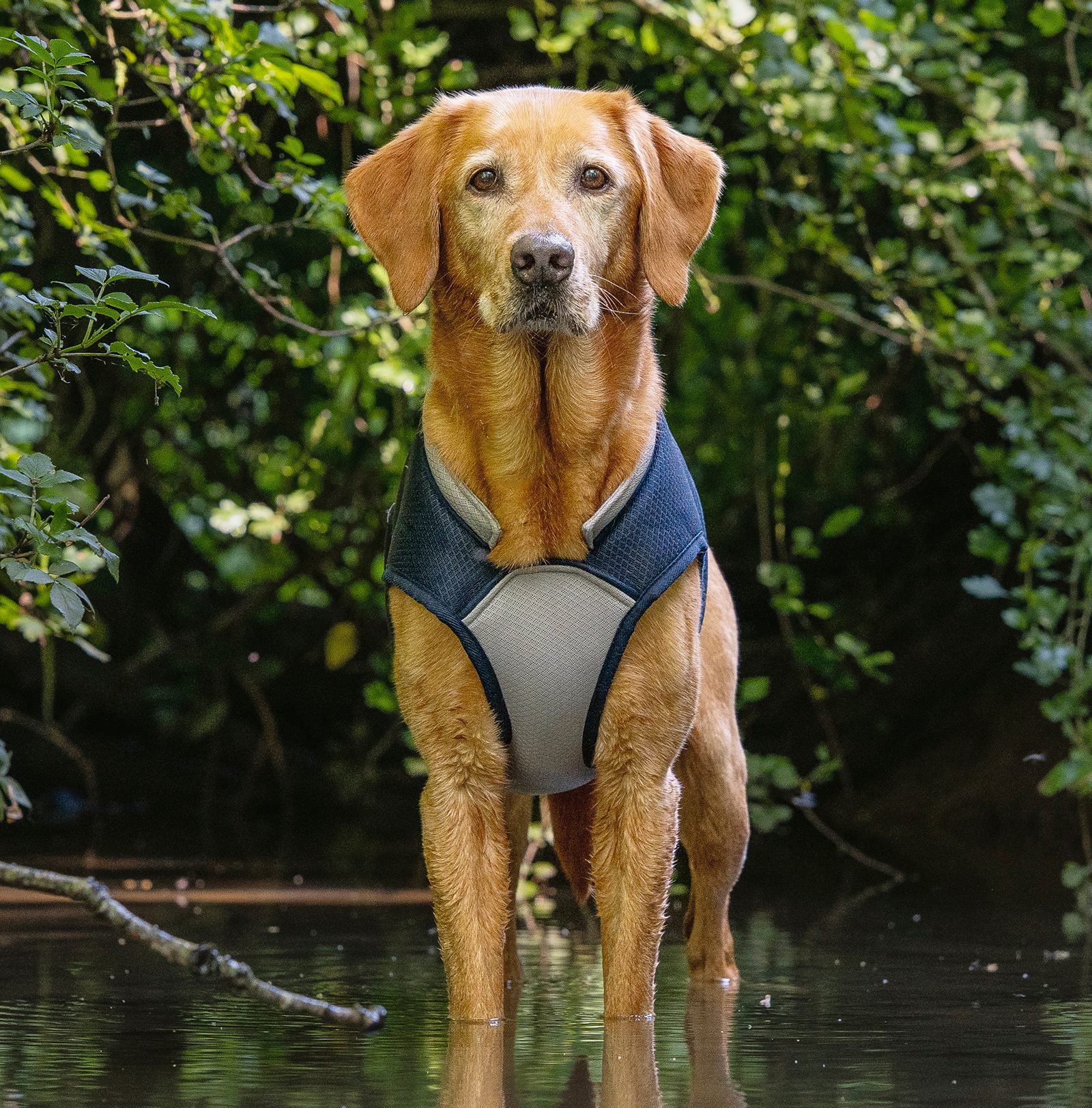 Yellow Labrador wearing a Ruff and Tumble cooling coat standing in water