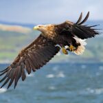 Sea eagles to be satellite tagged in livestock predation study