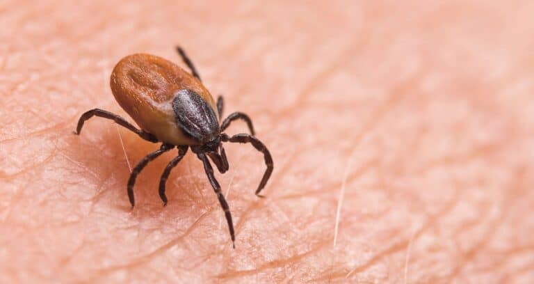 Ticks and Lyme disease: how country sports lovers can stay safe