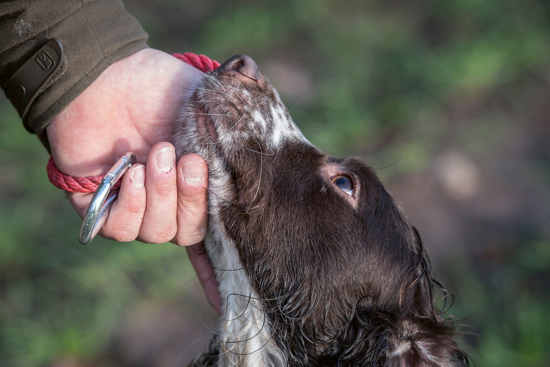 Spaniel reaching up trustingly to its handler's hand on a slip lead