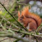 Squirrel pox confirmed at Formby red squirrel stronghold