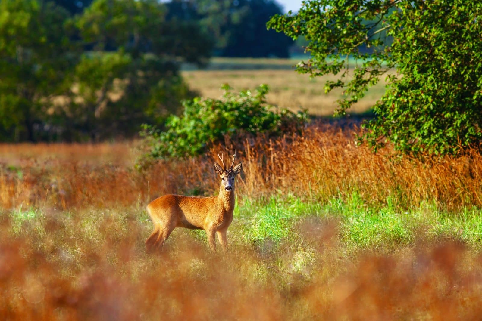 Stalking diary: dawn starts for summer roebucks in Ayrshire