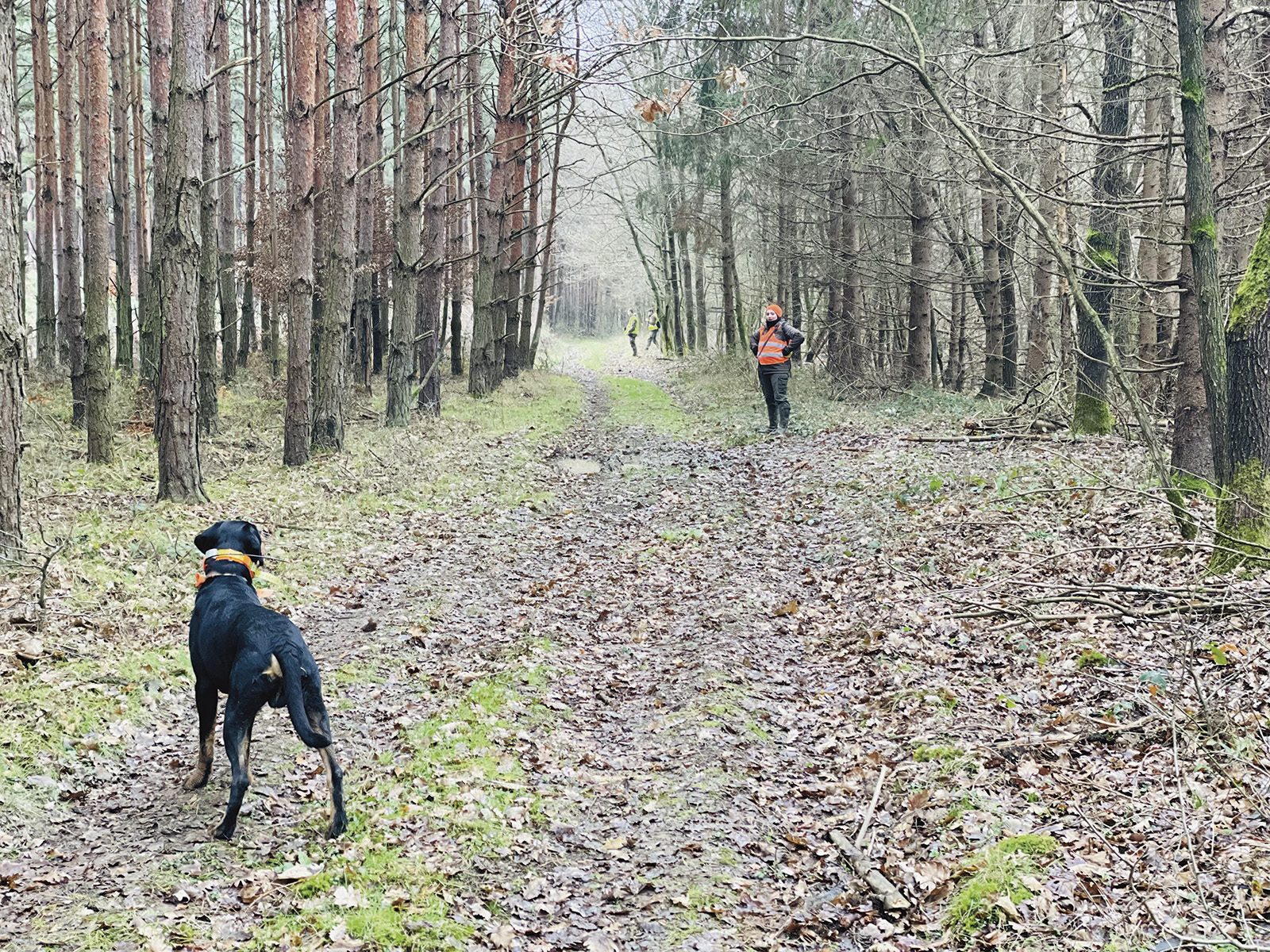 Transylvanian hound on a forest logging track facing a hunter during a winter boar drive