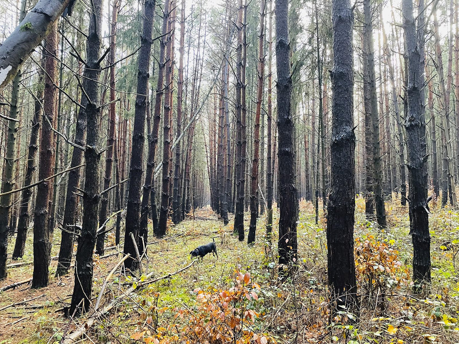 A Transylvanian hound working at a distance through a dense Carpathian pine forest