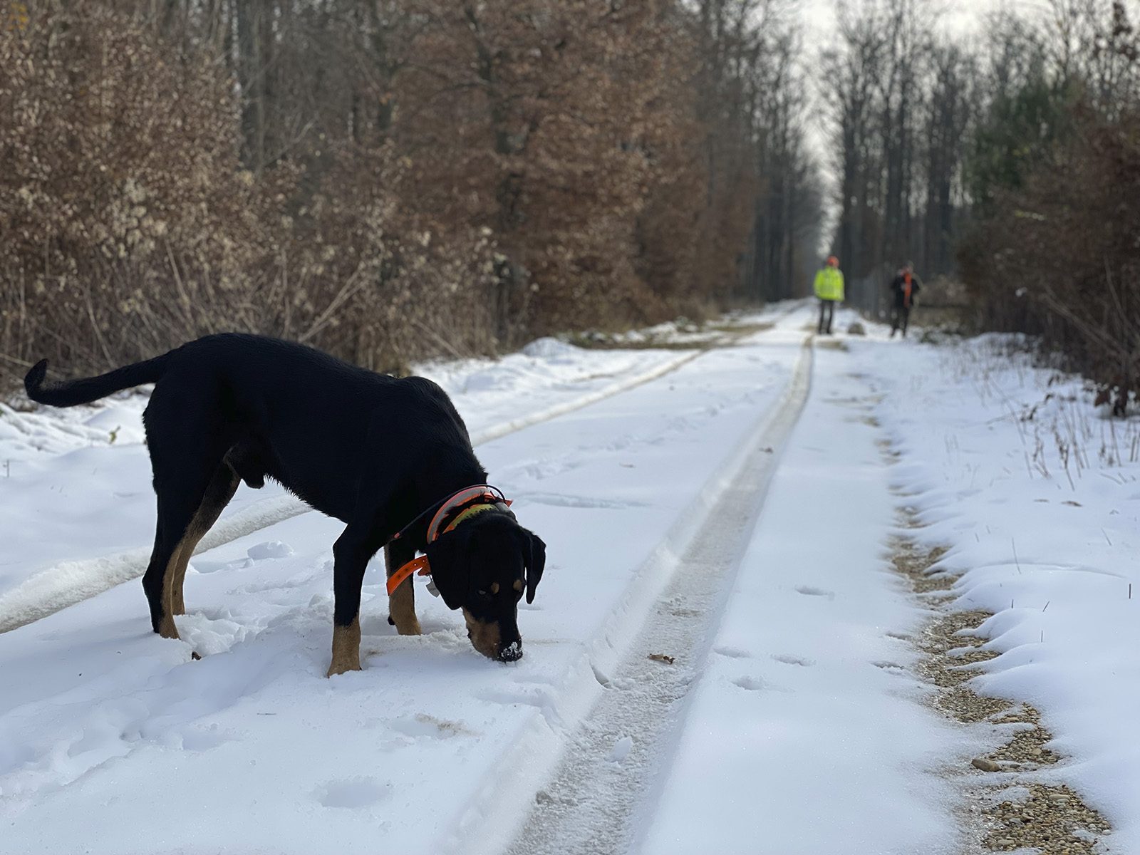 Transylvanian hound tracking along a snow-covered forest track with hunters ahead