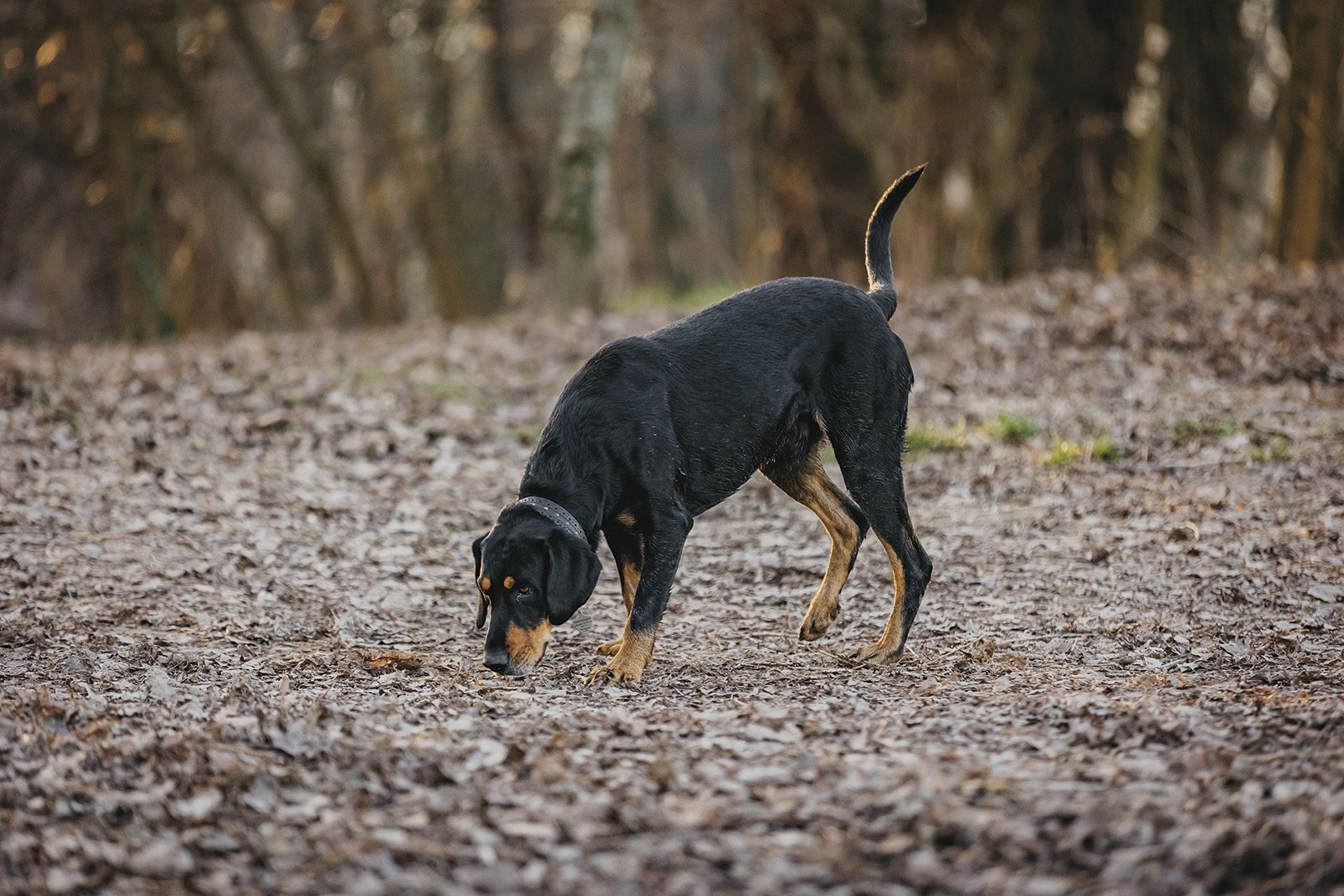 Transylvanian hound nose down following a scent across bare winter ground