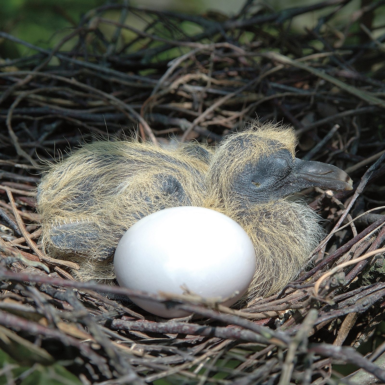 Woodpigeon chick and a single white egg in a twig nest
