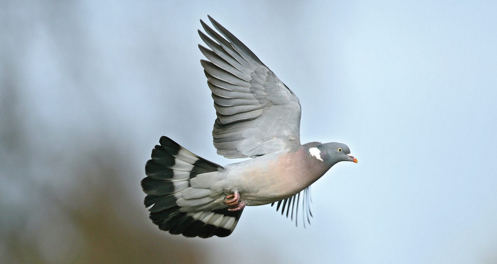 Young shots: the woodpigeon, gundog tips and getting started in the field