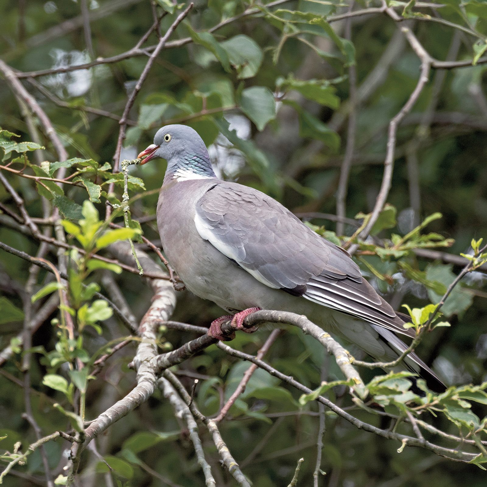 Woodpigeon perched among hawthorn branches