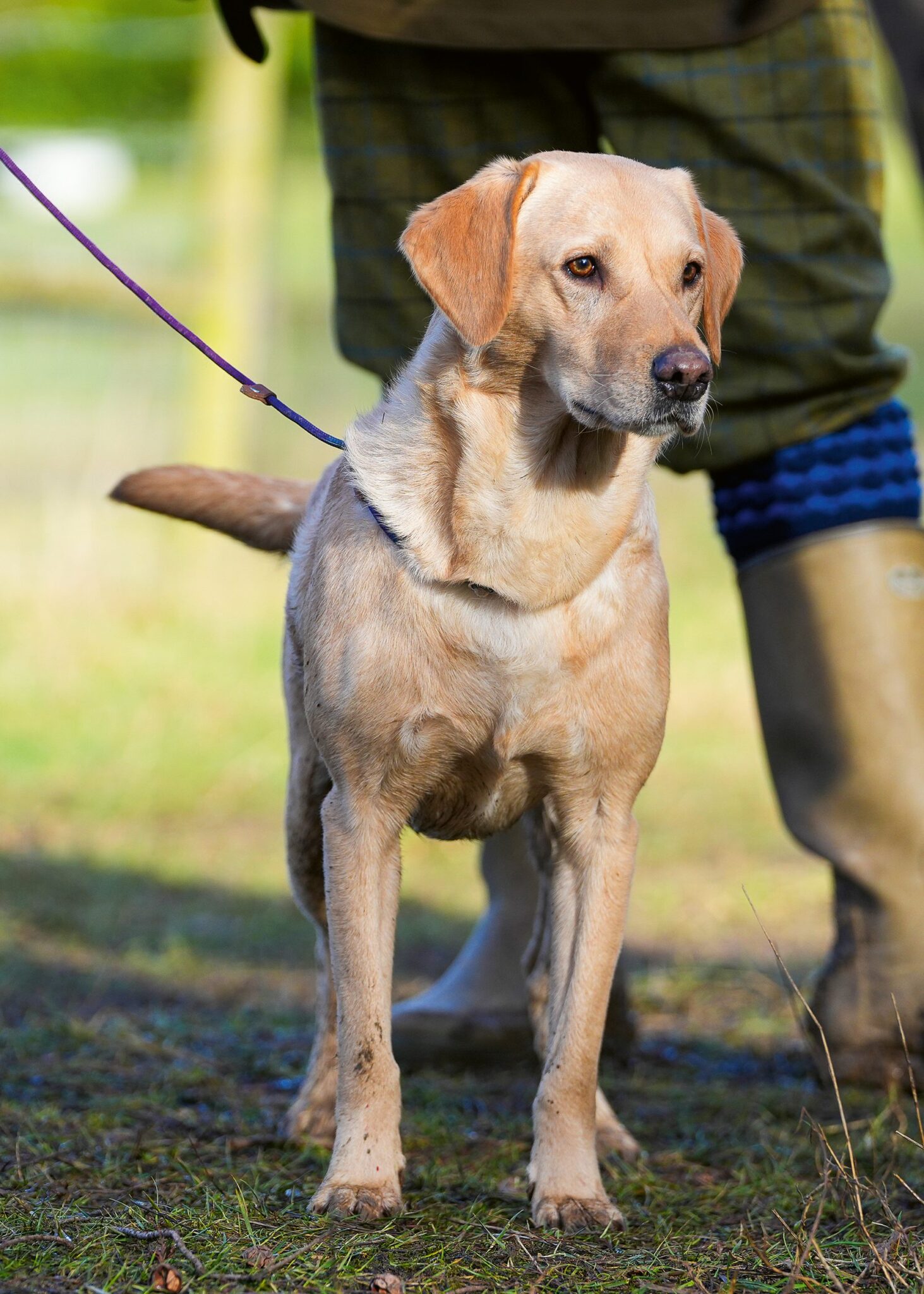 Yellow Labrador standing steady at heel beside its handler on a shoot day