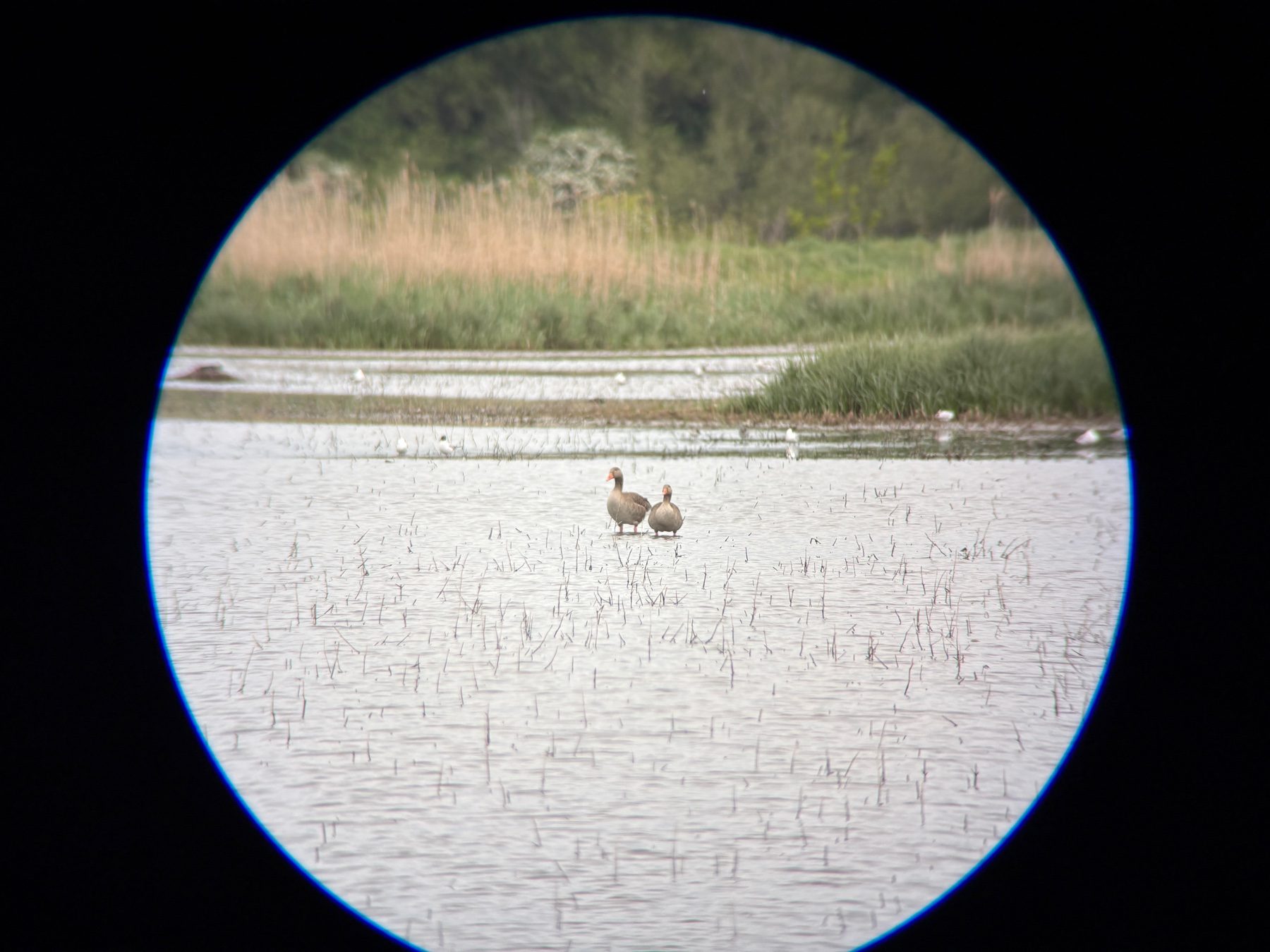 Digiscoping view through the Zeiss Conquest Apia 65 spotting scope