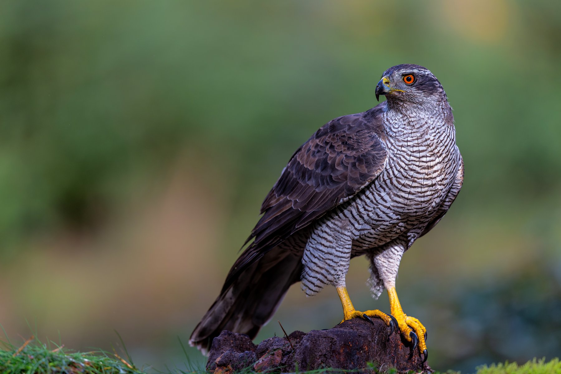Police seize taxidermy goshawk over missing sale licence