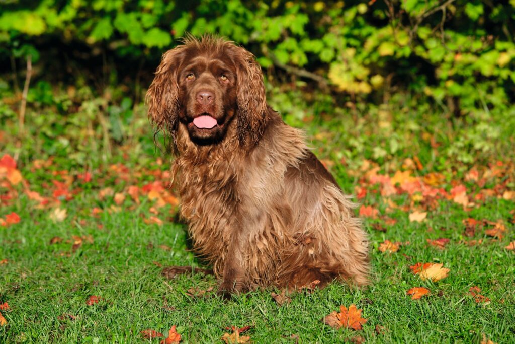 Sussex spaniel DNA project aims to save rarest native gundog