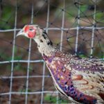 Defra officials visit Wiltshire shoot to see gamebird biosecurity
