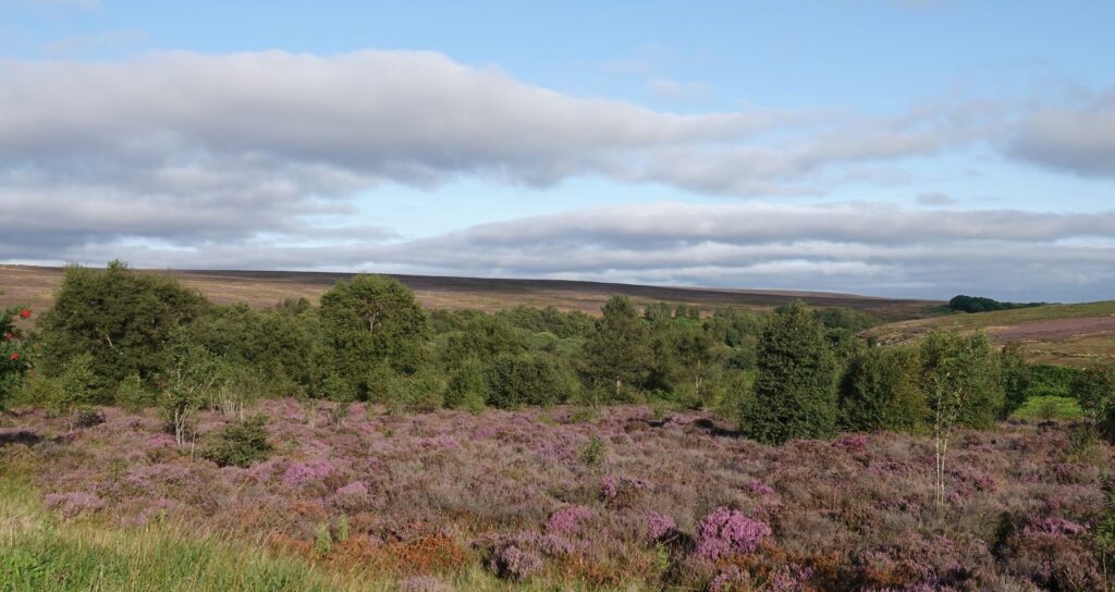Abbeystead grouse moor doubles as a flood defence, says BASC