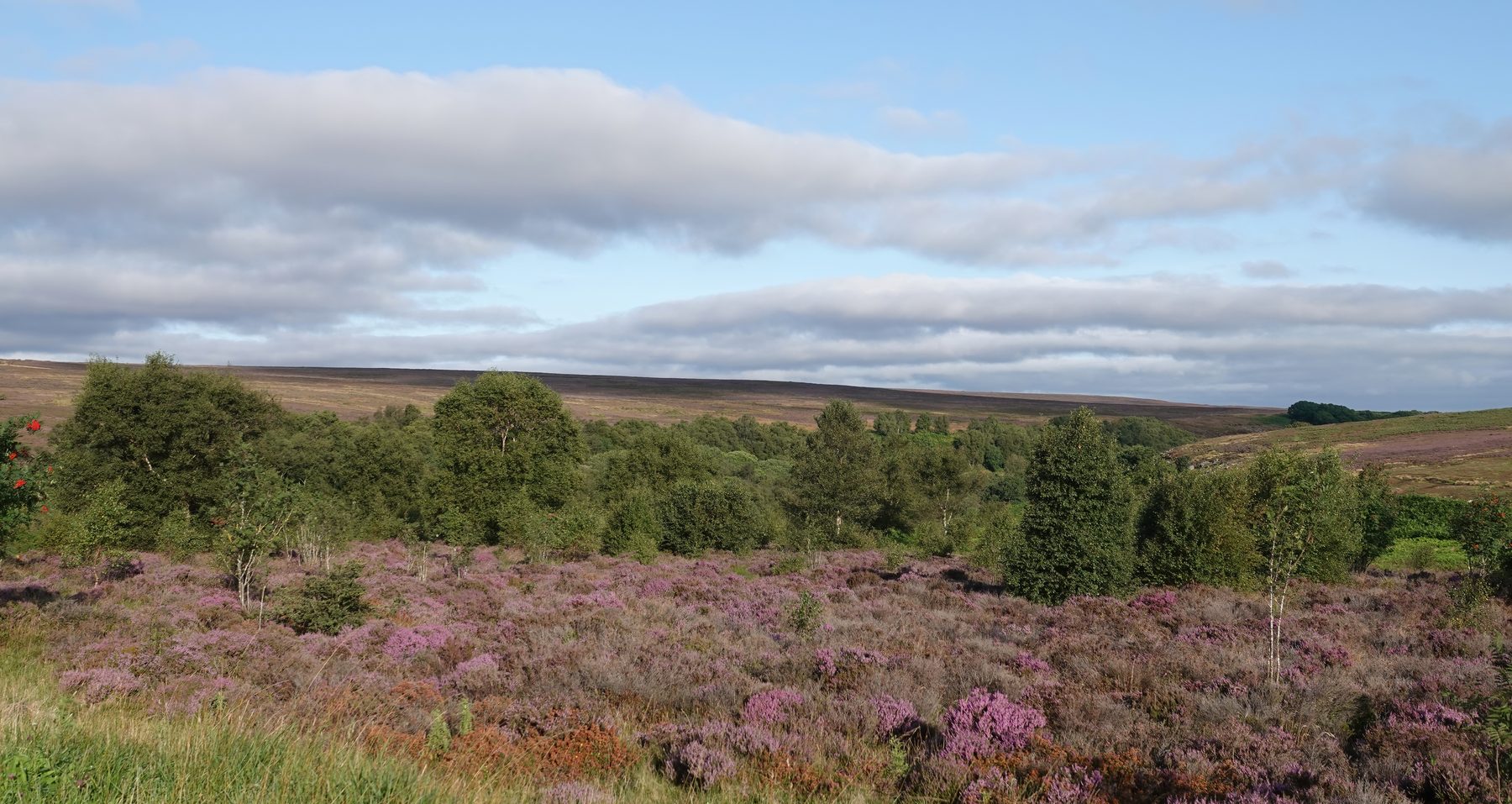 Abbeystead grouse moor doubles as a flood defence, says BASC