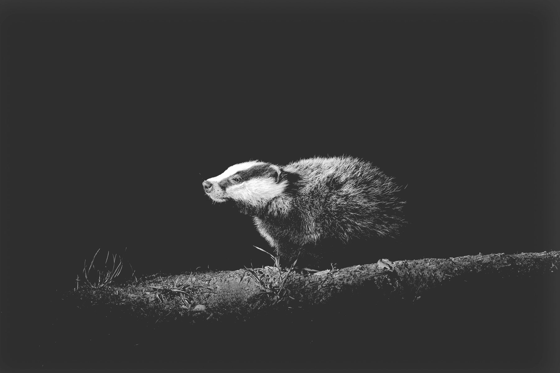 A badger emerging at a sett at night, in black and white