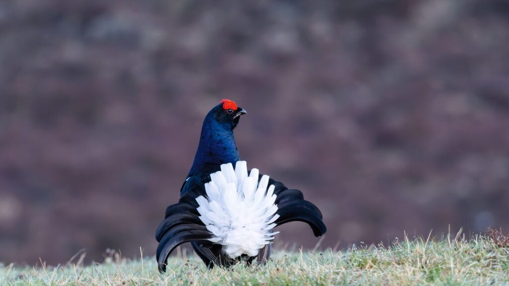 Pointing dogs tally black grouse before a third North York Moors move