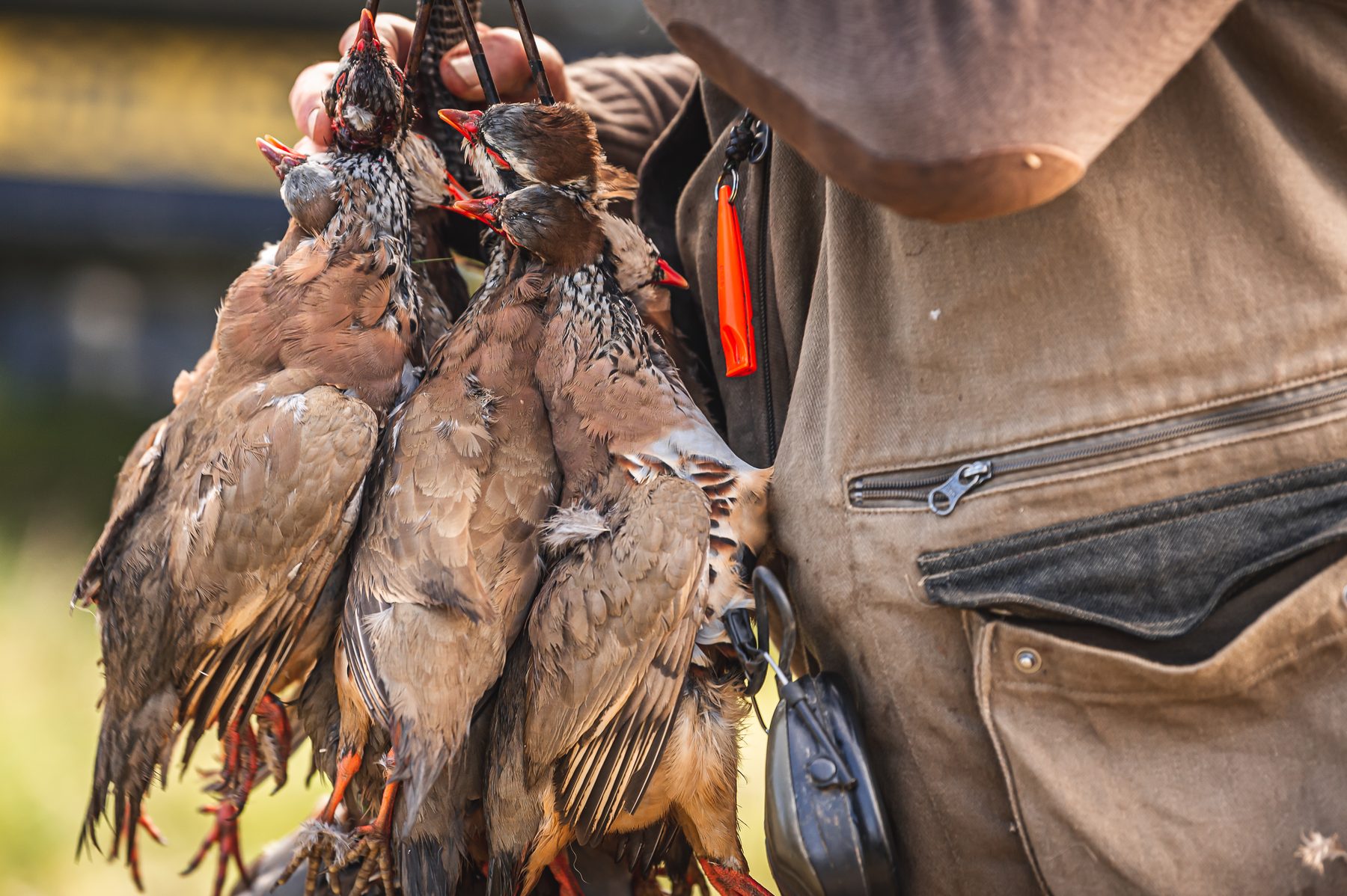 Shot red-legged partridge hung in braces from a game carrier over a shooting coat