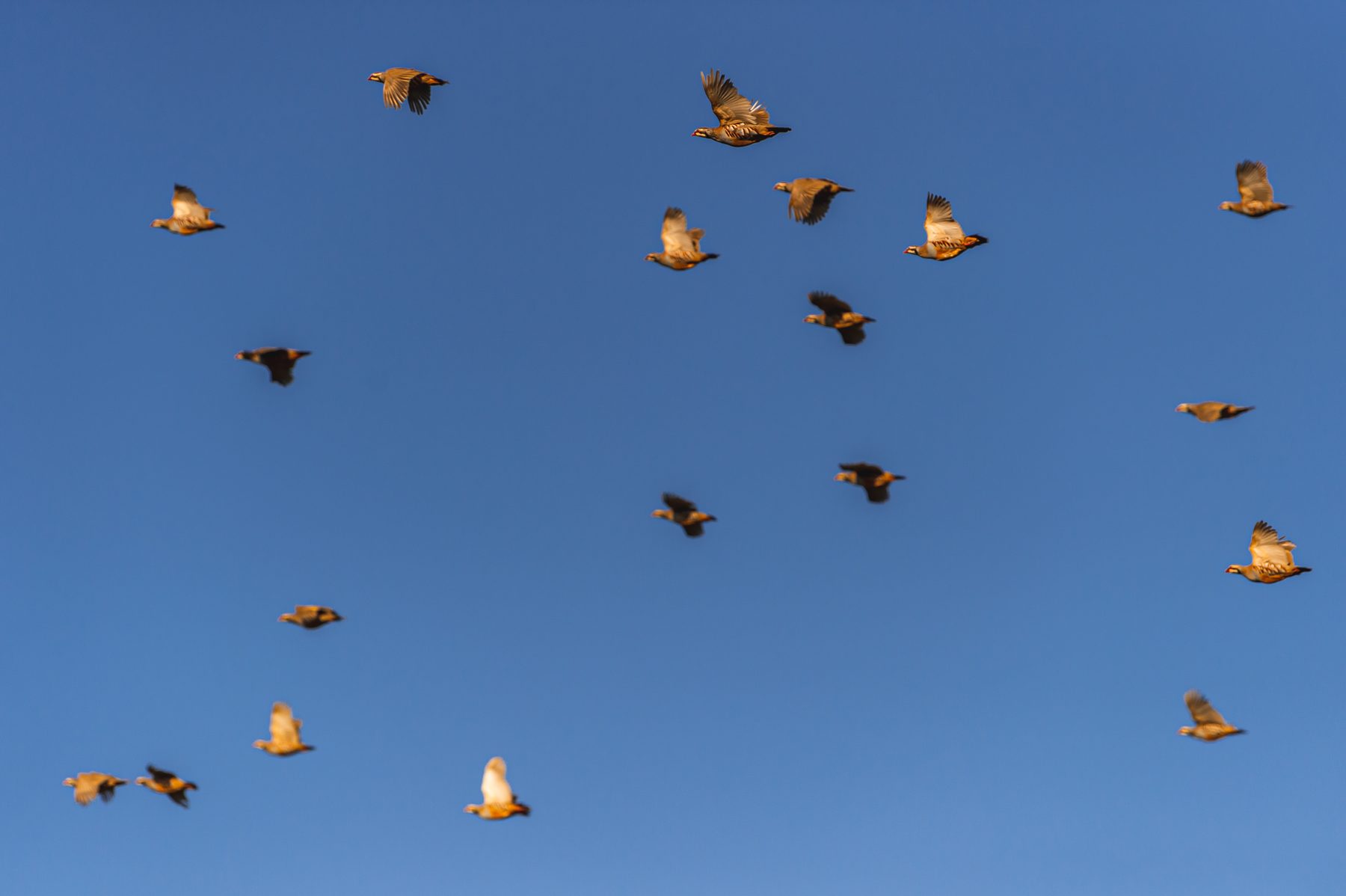 Covey of red-legged partridge scattered across a blue sky as they cross the line of Guns