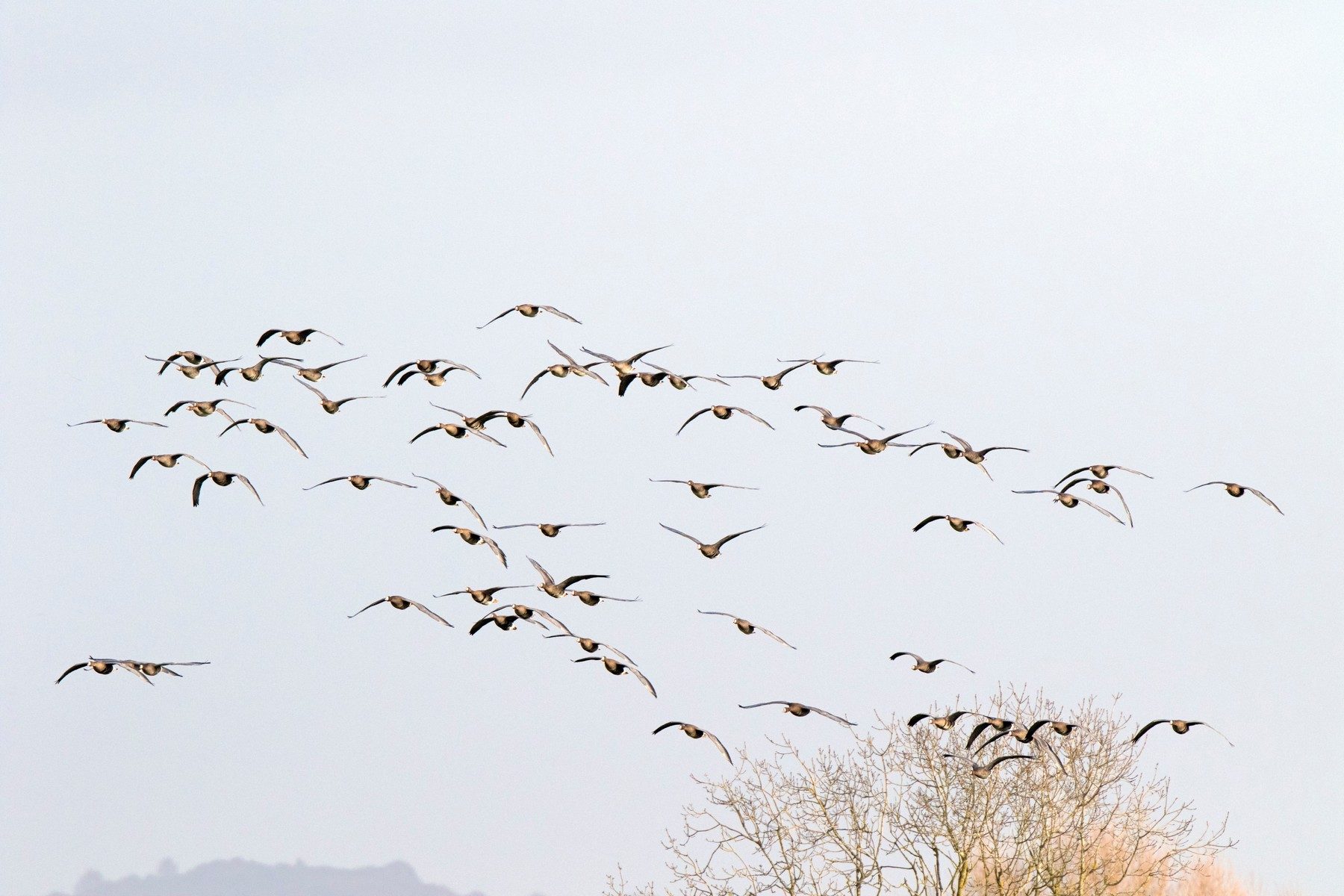European white-fronted goose in flight showing its pink bill, white face patch and barred belly