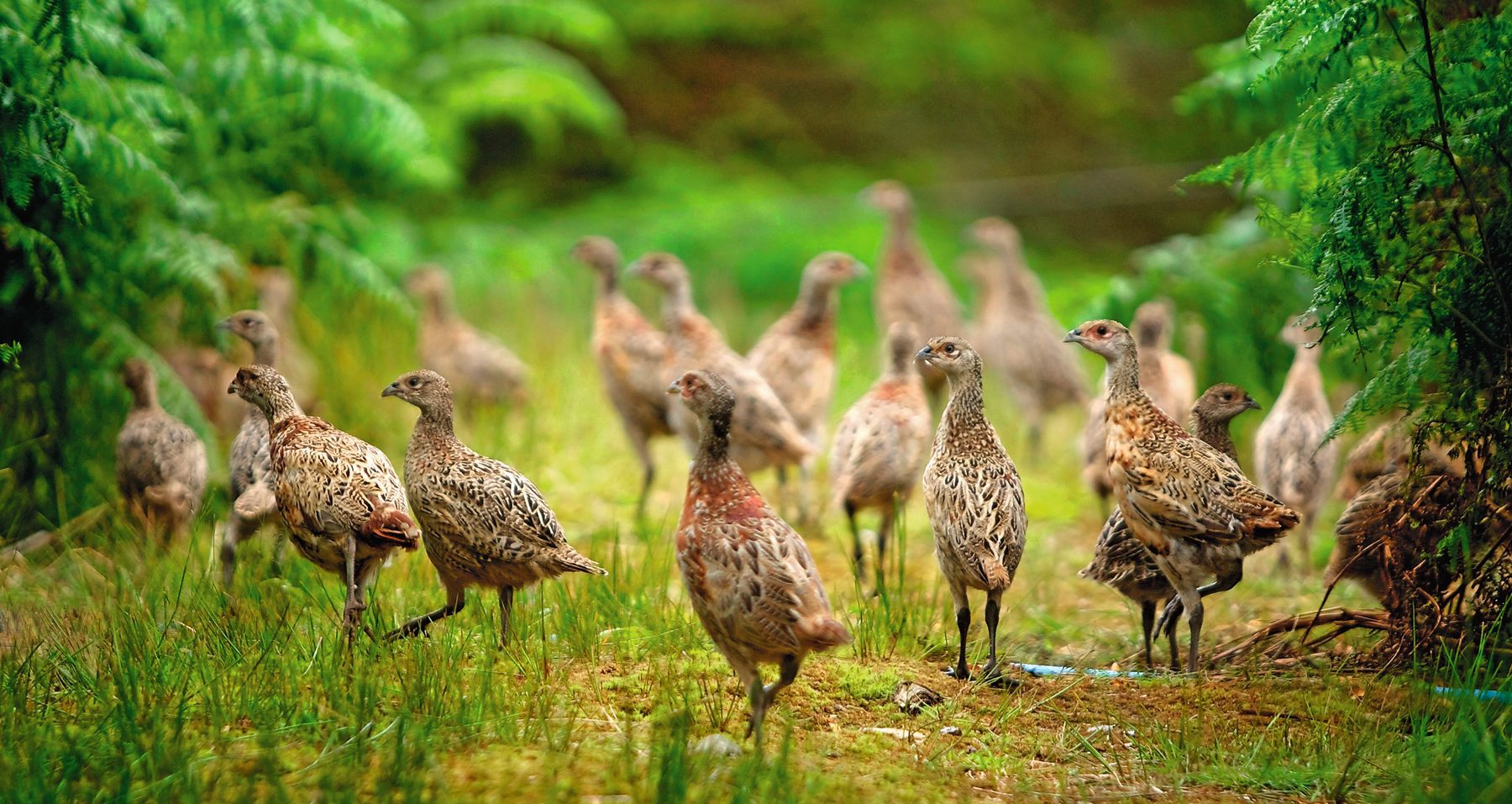Release pen management is cutting gamebird antibiotic use, says GWCT