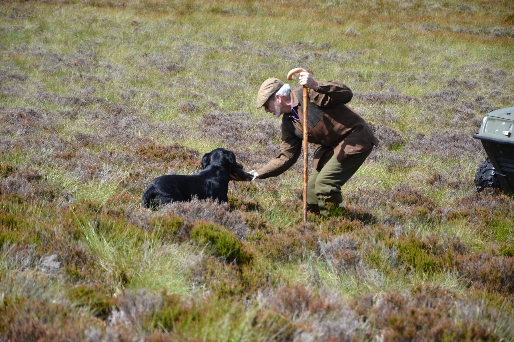 A handler taking a red grouse to hand from a black labrador in the heather