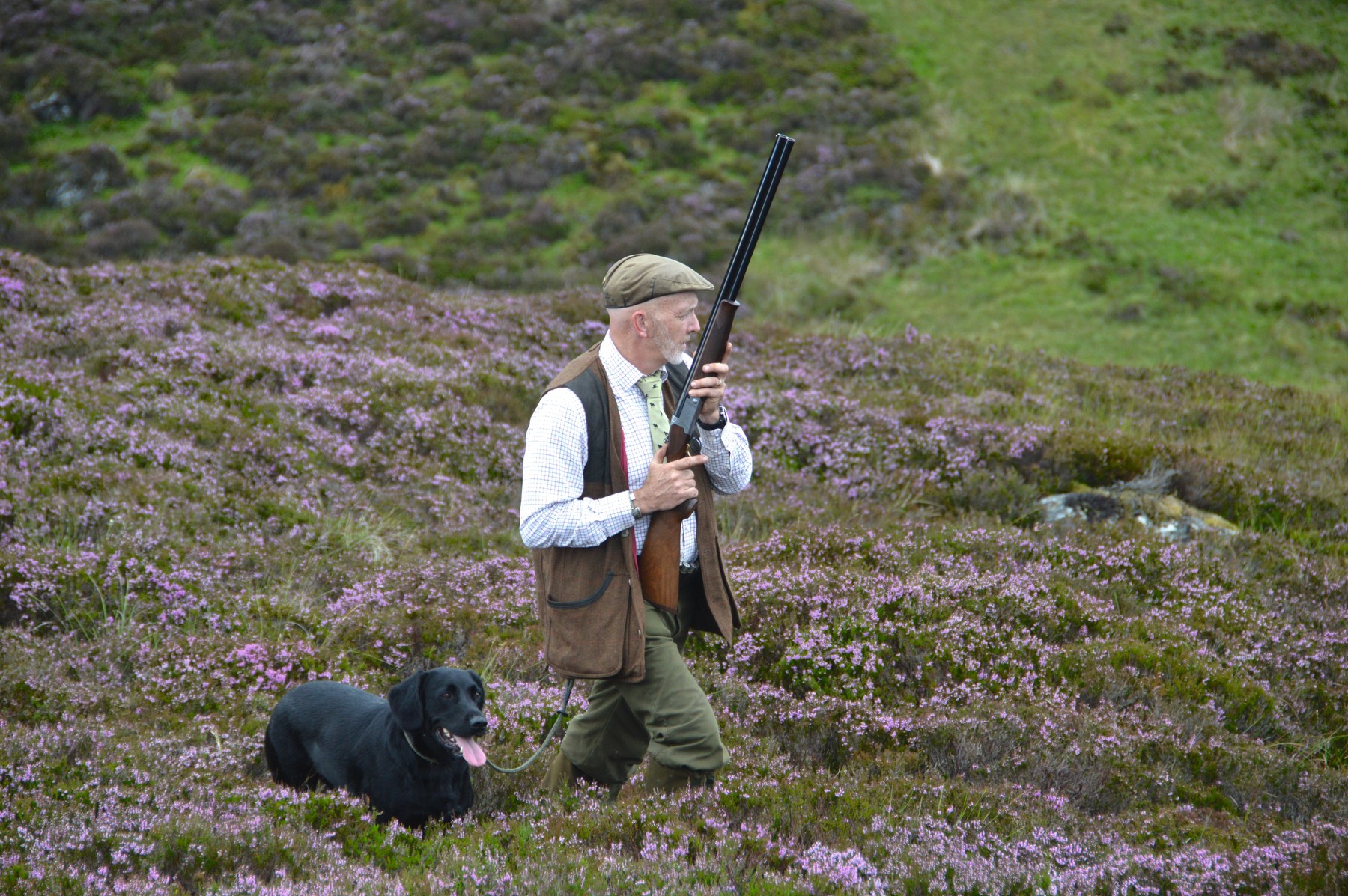 A Gun in a shooting waistcoat wading through deep heather with a black labrador at heel