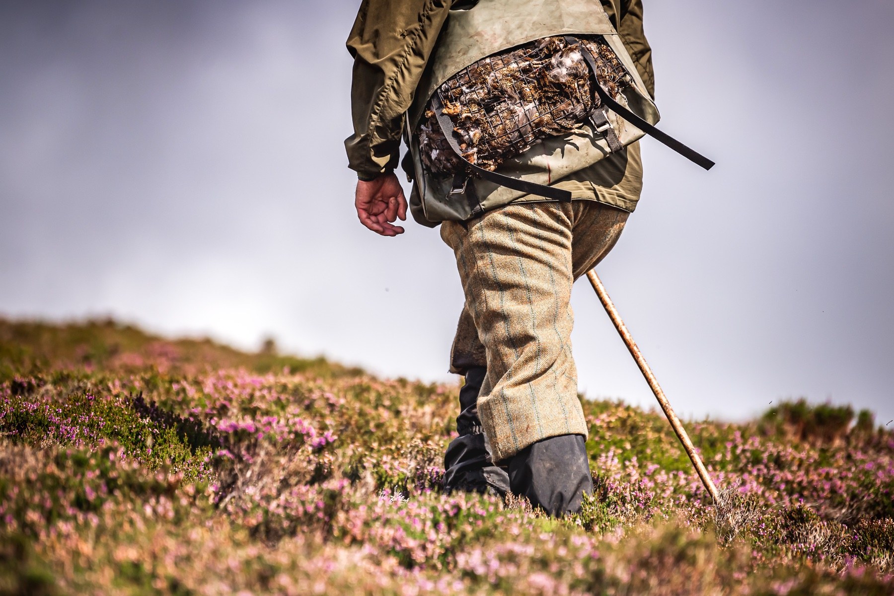 Gun in muted tweed breeks and gaiters climbing a heather hill, showing what to wear grouse shooting