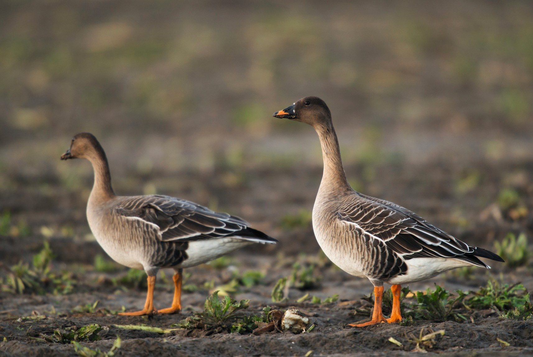 Which geese can you legally shoot in the UK?