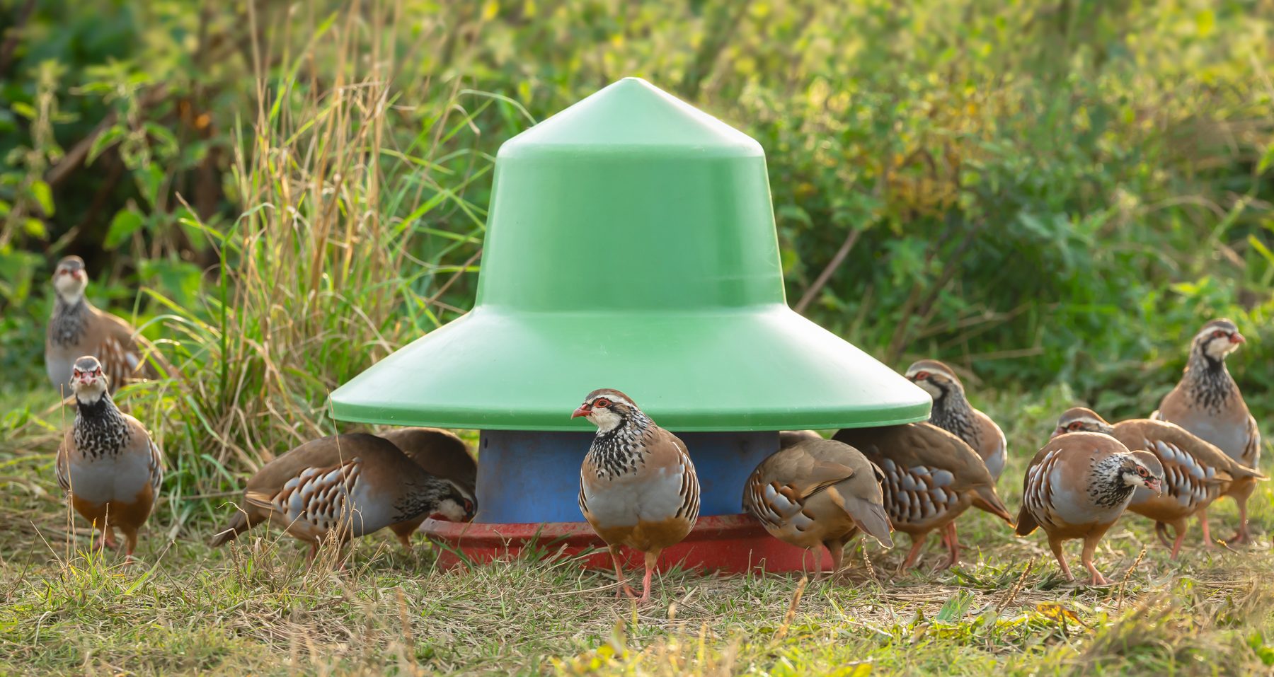Game dealers warn shoots to book partridges in before 1 September