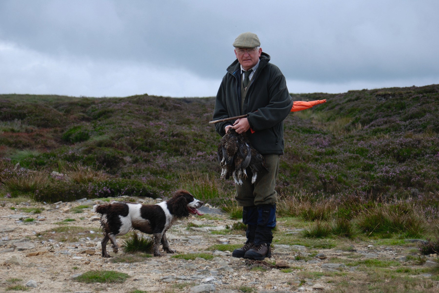 A picker-up carrying grouse on the moor with a springer spaniel working ahead of him