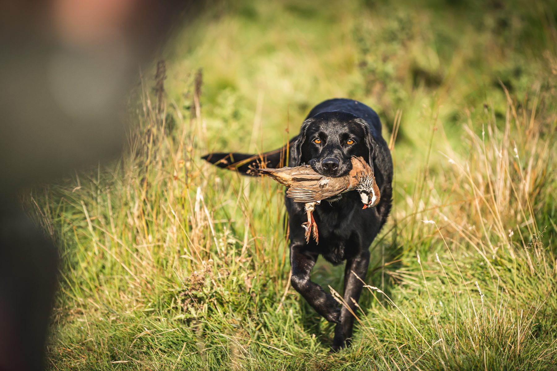 Black labrador retrieving a red-legged partridge through long grass for a picker-up