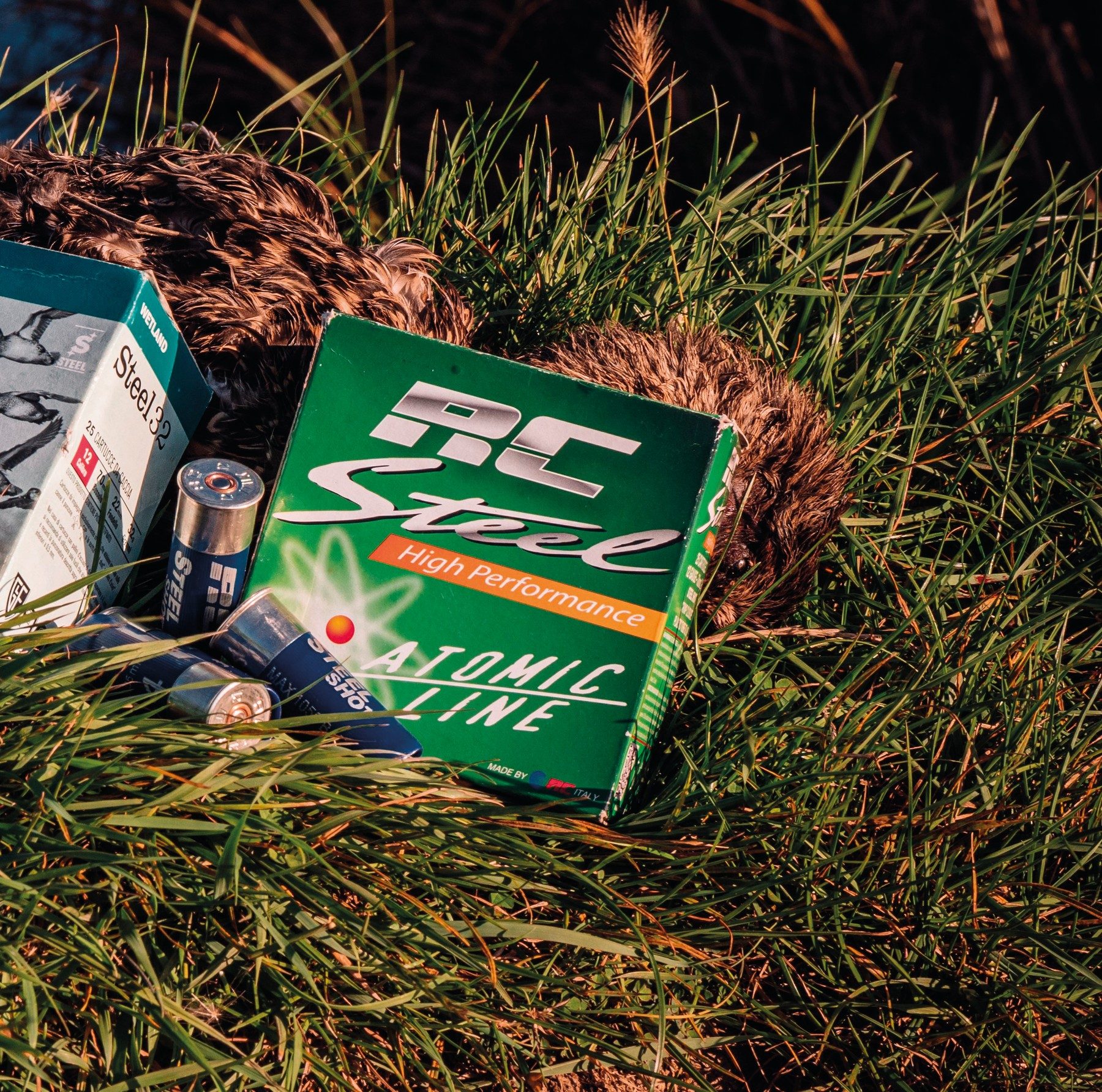 Box of RC Steel high performance cartridges and loose steel shot cartridges lying in marsh grass