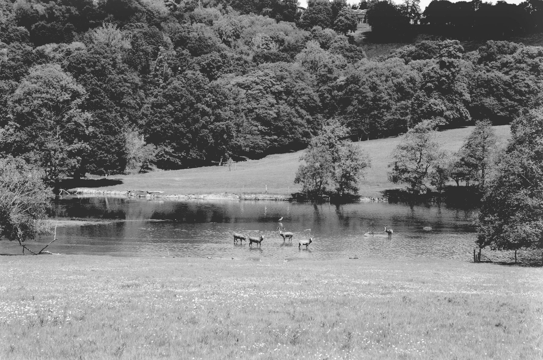 Red deer crossing the water in the deer park at Wadhurst Park, in black and white