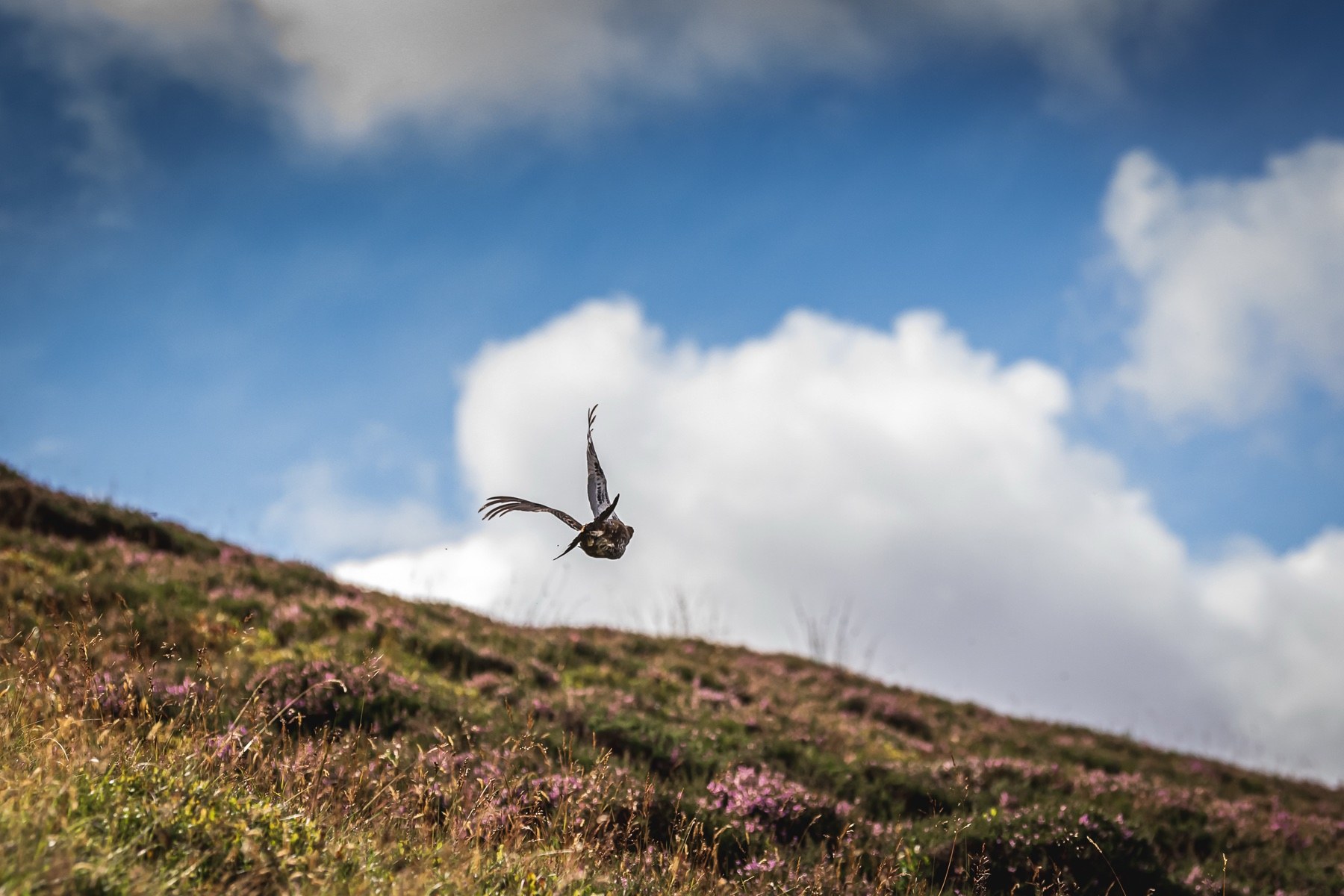Grouse shooting terms explained: from butts to the Glorious Twelfth