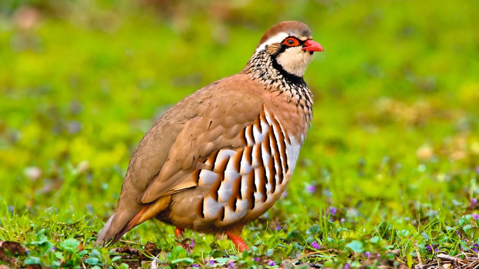 Partridge shooting terms explained: the language of the partridge day